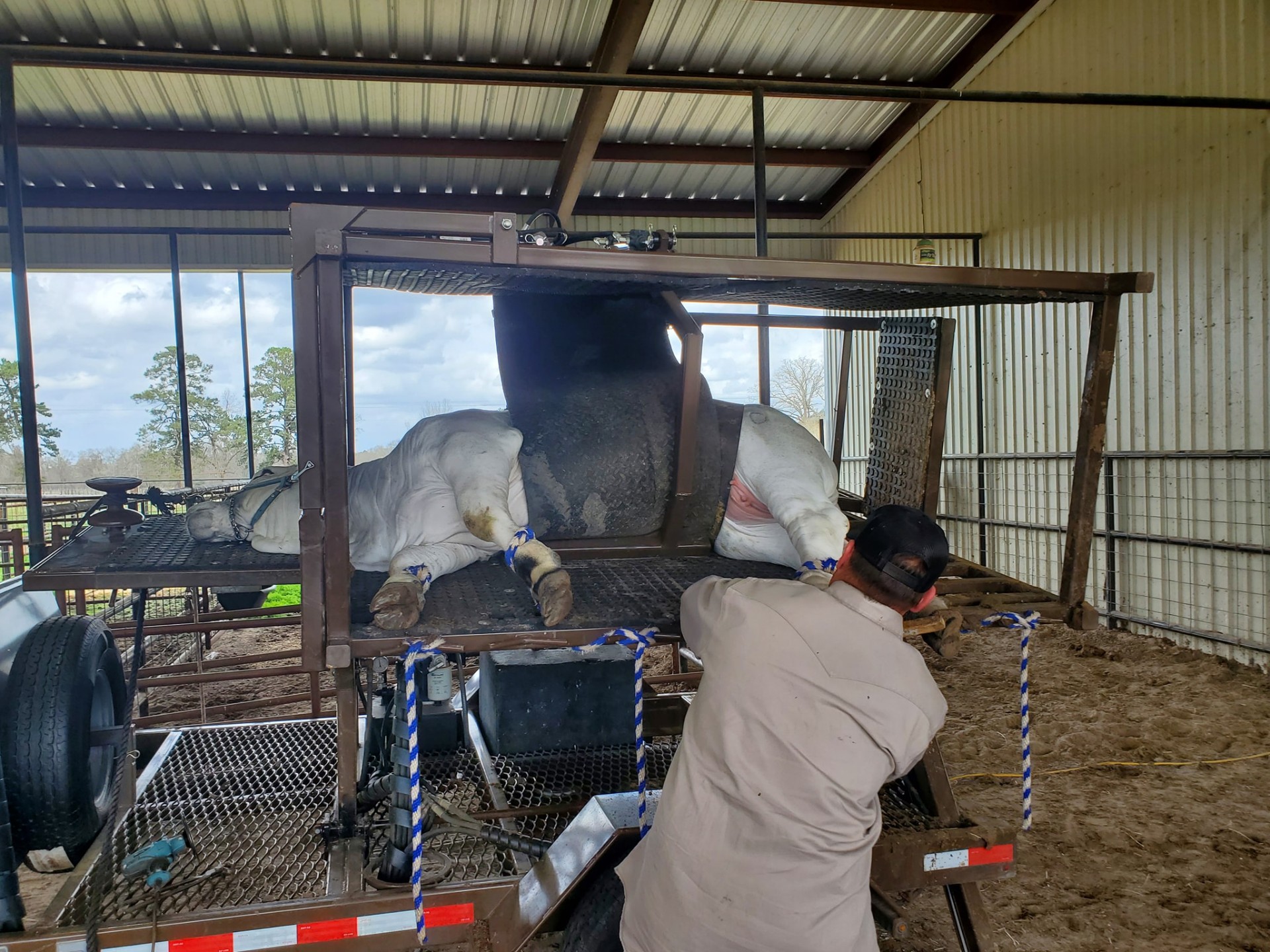 Hoof Trimming