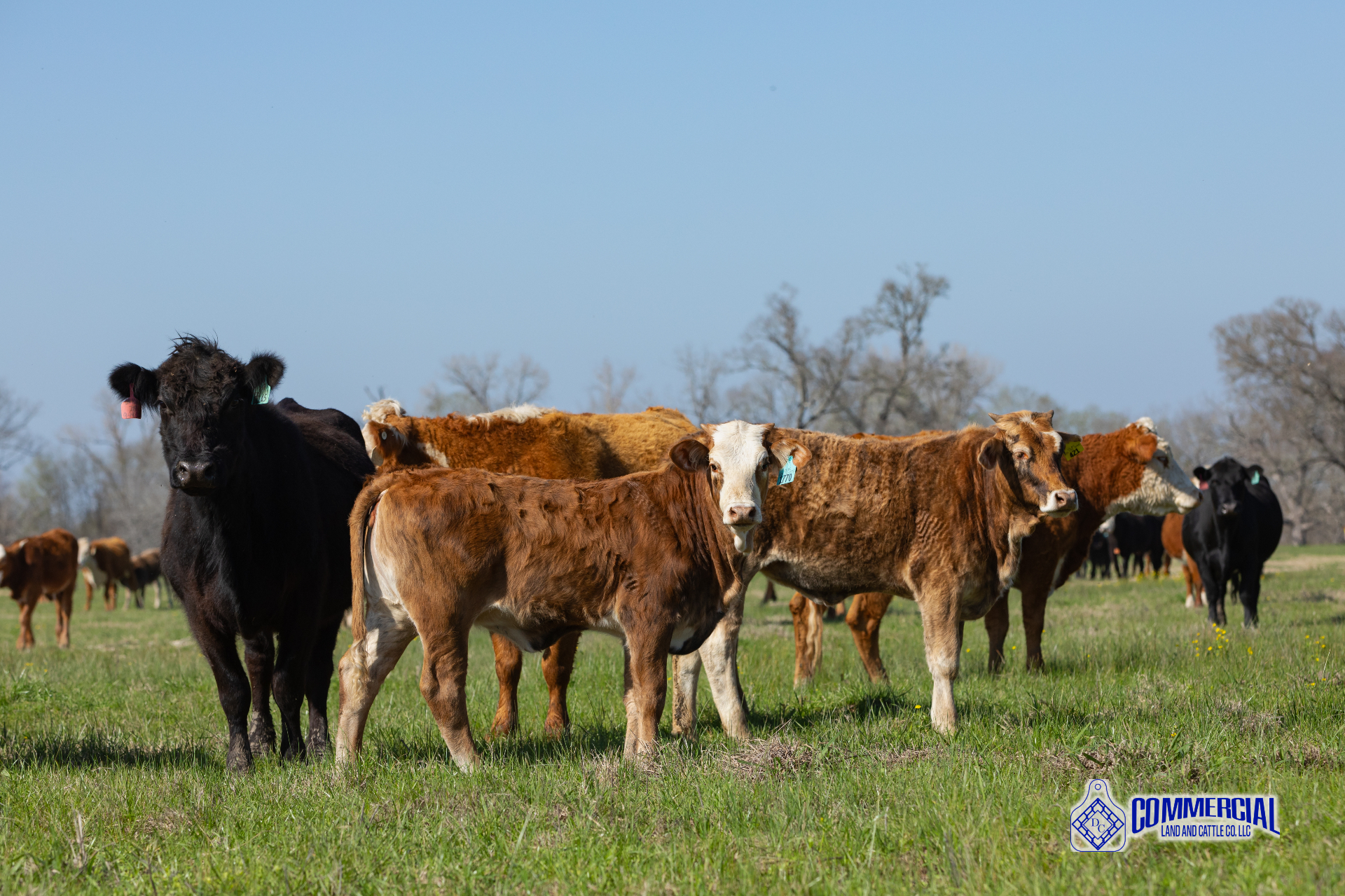 Cattle & Tax Exemption